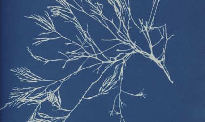 Anna Atkins Cyanotype prints