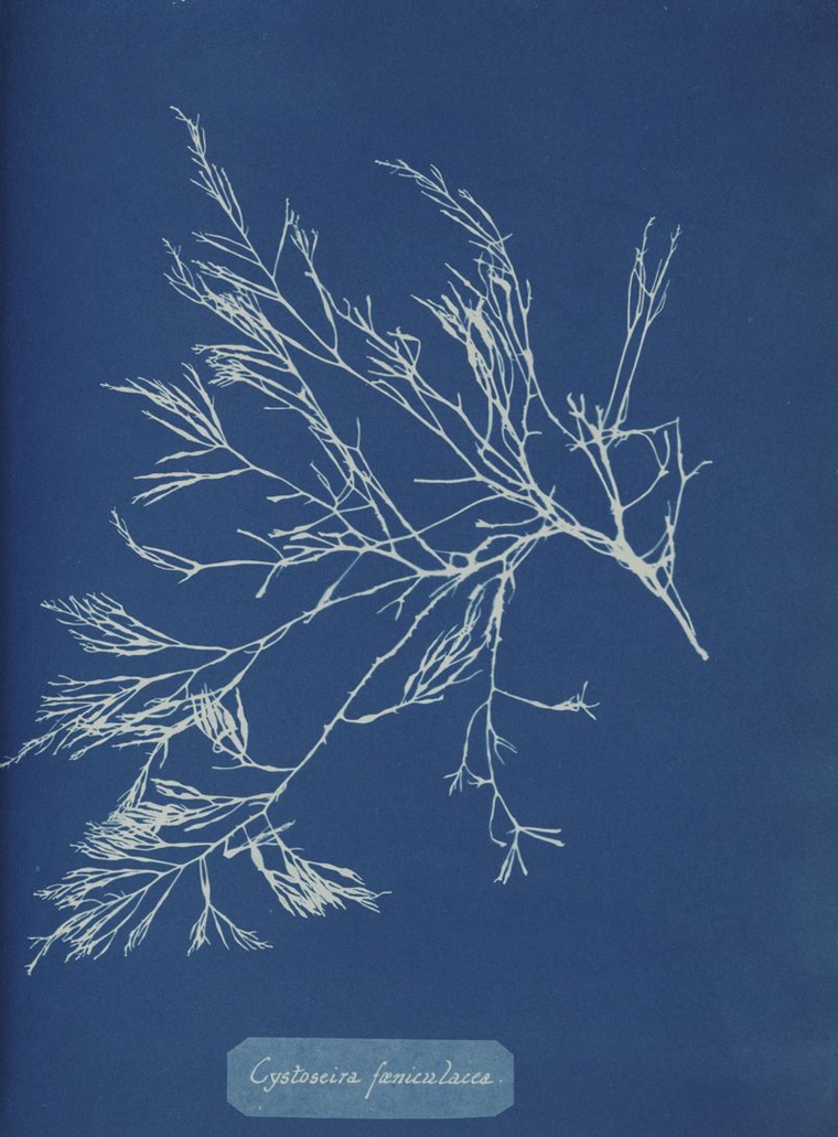 Anna Atkins Cyanotype prints