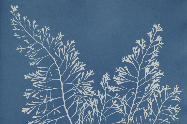 Anna Atkins Cyanotype