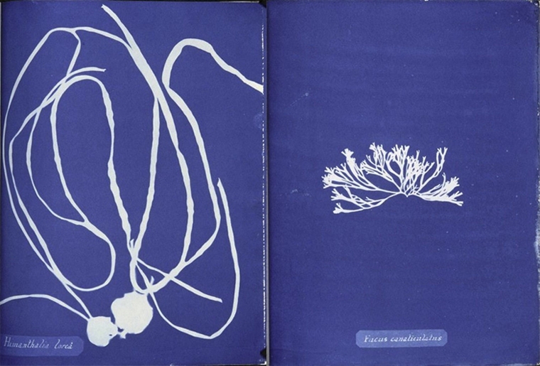 Anna Atkins Algae Cyanotype