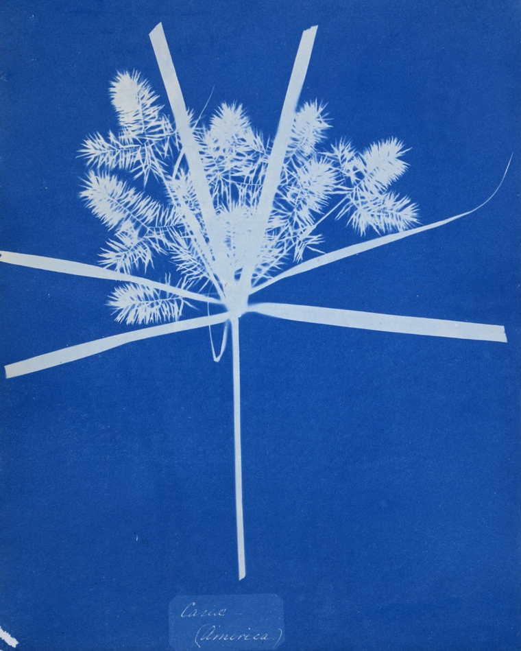 Anna Atkins Algae Cyanotype