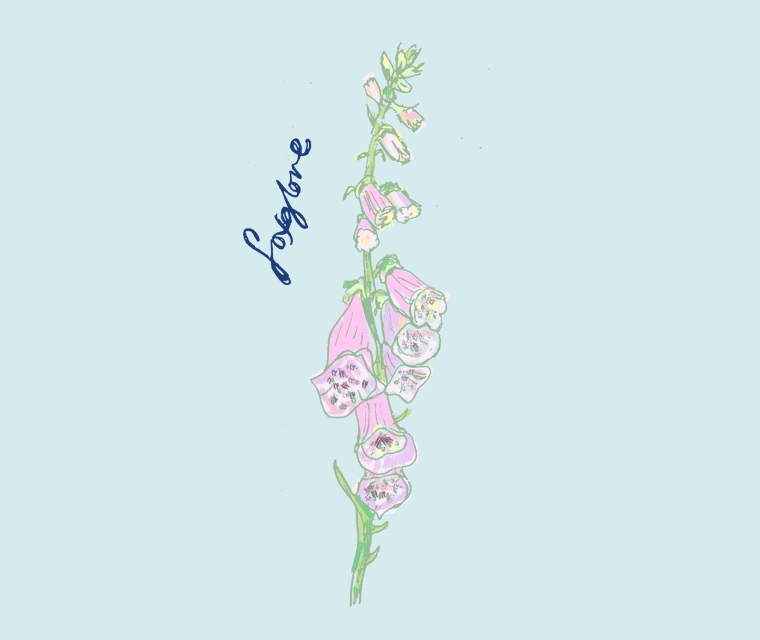 British Flowers Week June 2016 Pickle Design's illustration of a Foxglove