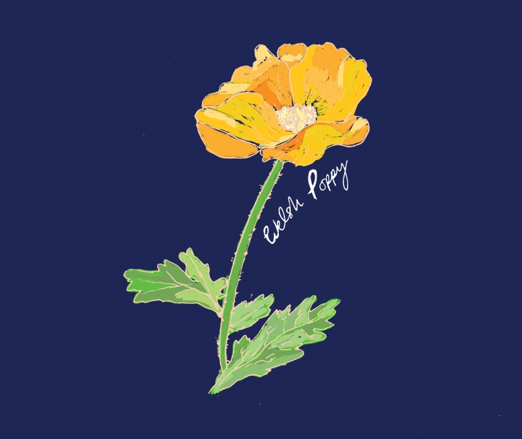 Pickle Design illustrate British Flowers Week with the Welsh Poppy