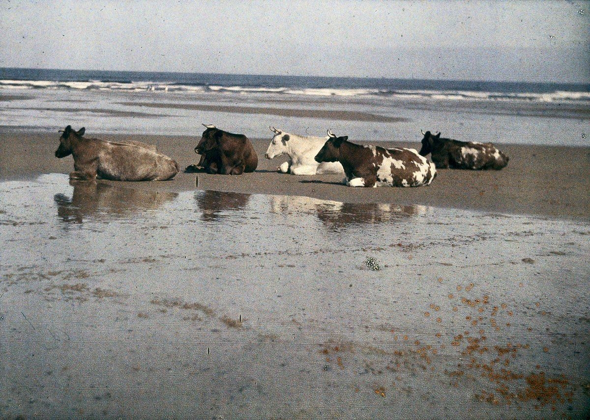 Cow on the beach in this early colour photograph