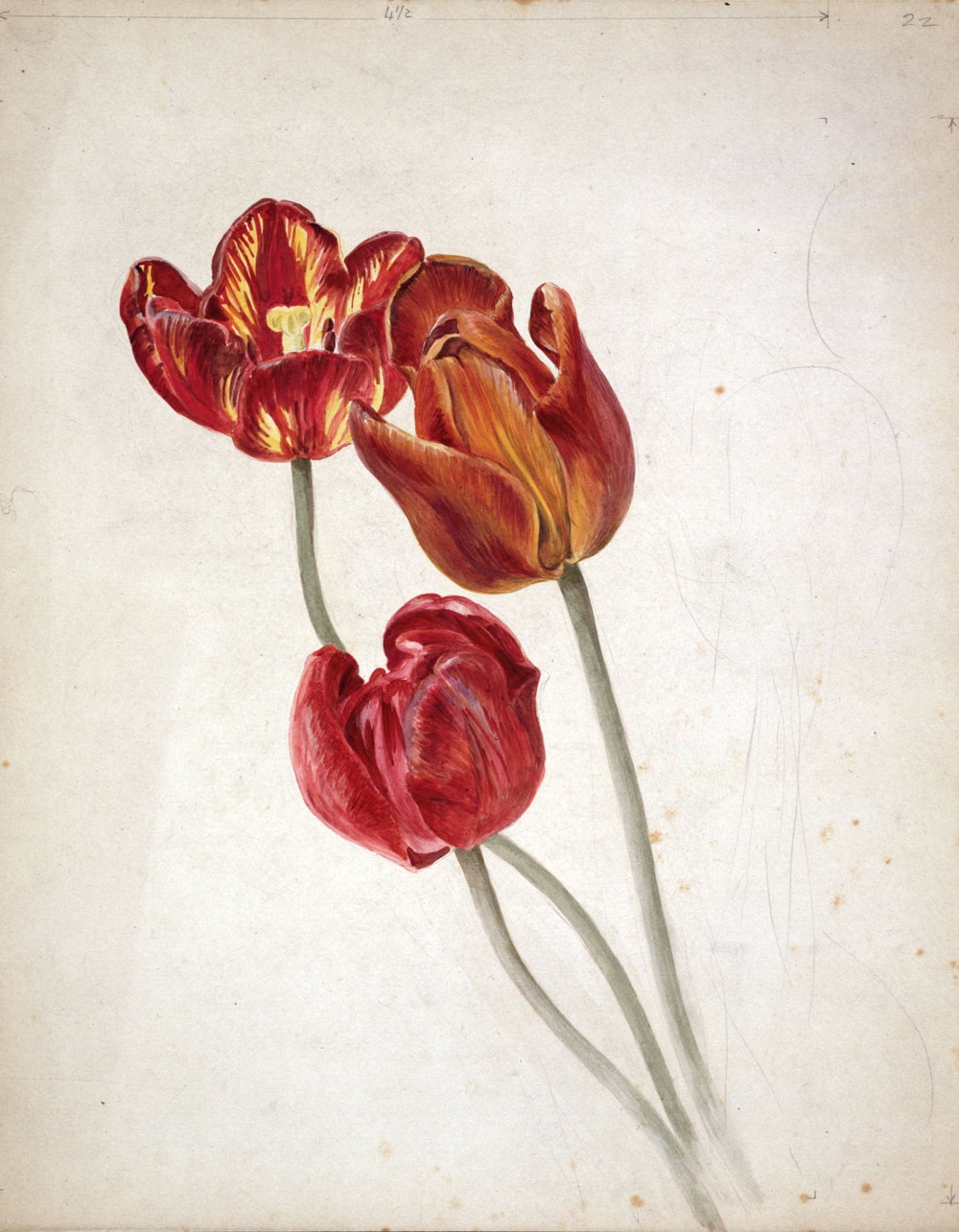 Red flowers drawn and coloured by Beatrix Potter