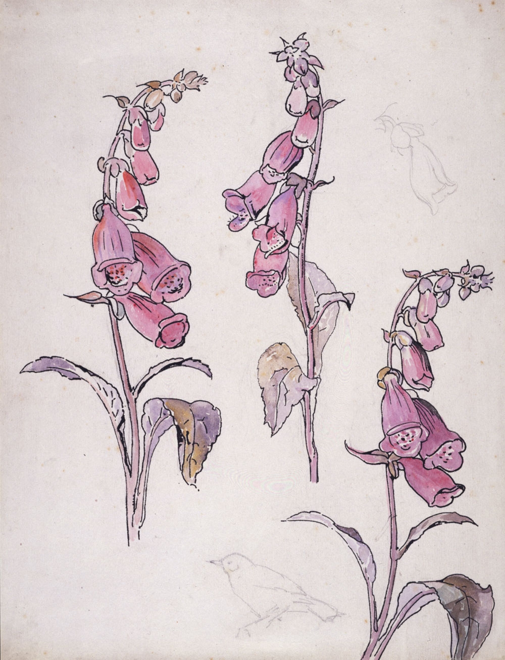 Fox gloves drawn by Beatrix Potter