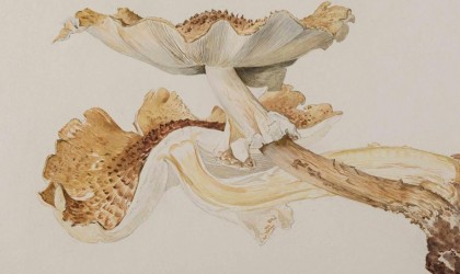 Beatrix Potter's fungi illustrations