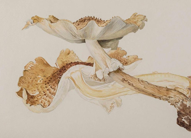 Beatrix Potter's fungi illustrations