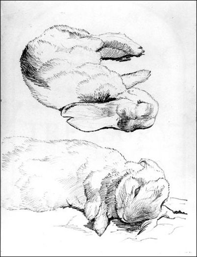 Black and white sketches of rabbits by Beatrix Potter