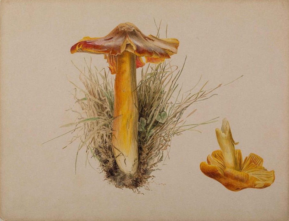 Fungi botanical drawings by Beatrix Potter