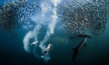 Siena International Photography Awards winner - sardines and their predators