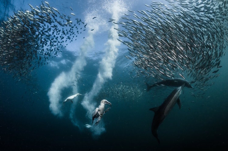 Siena International Photography Awards winner - sardines and their predators