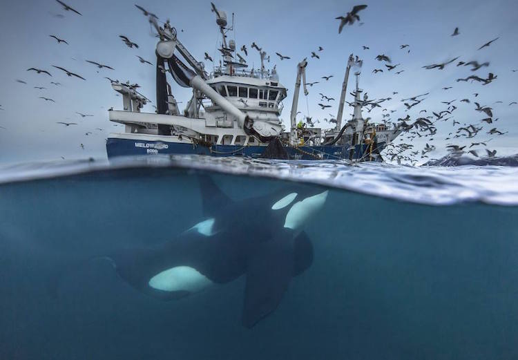 Siena International Photography Awards wale below and fishing boat above the sea line