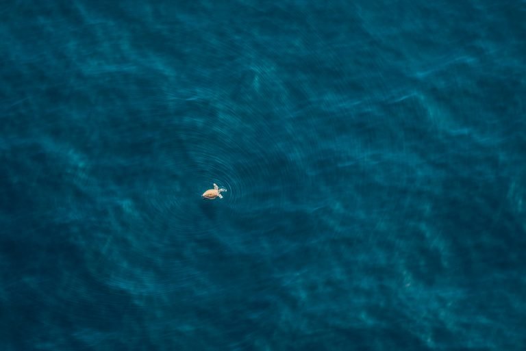 South Africa from above, turtle in the sea