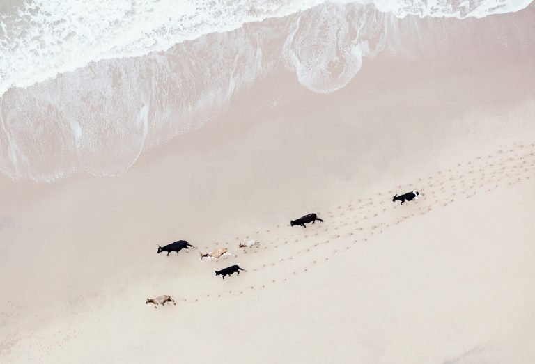 South Africa from above photograph of livestock running on the beach