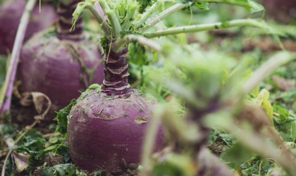 Photograph of vegetables from the Millbank brand