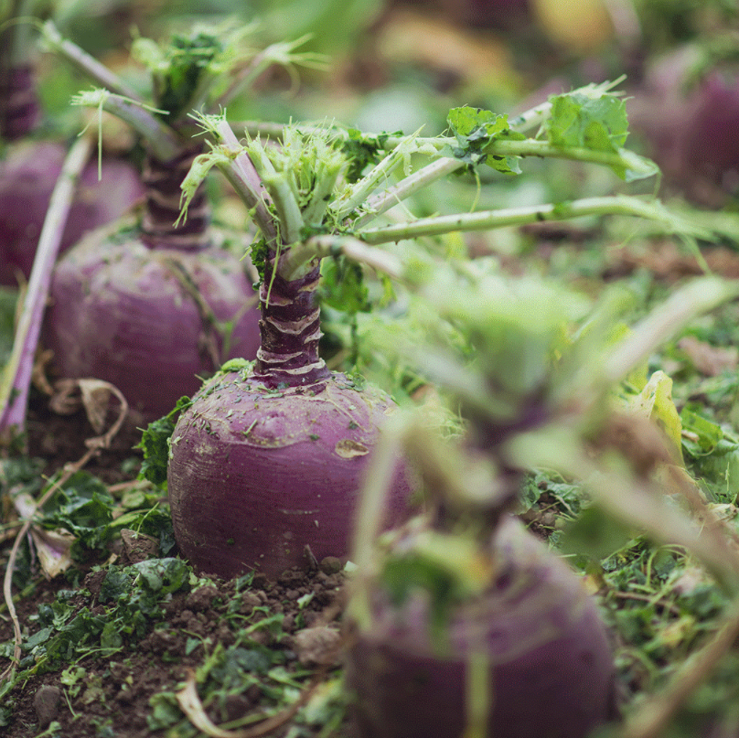 Photograph of vegetables from the Millbank brand