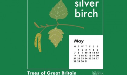 You can download our May calendar illustration of the Silver Birch tree for your desktop, mobile or tablet