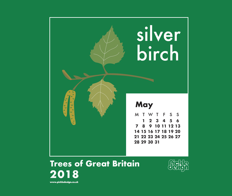 You can download our May calendar illustration of the Silver Birch tree for your desktop, mobile or tablet