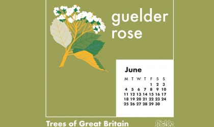 You can download our June calendar illustration of the Silver Birch tree for your desktop, mobile or tablet