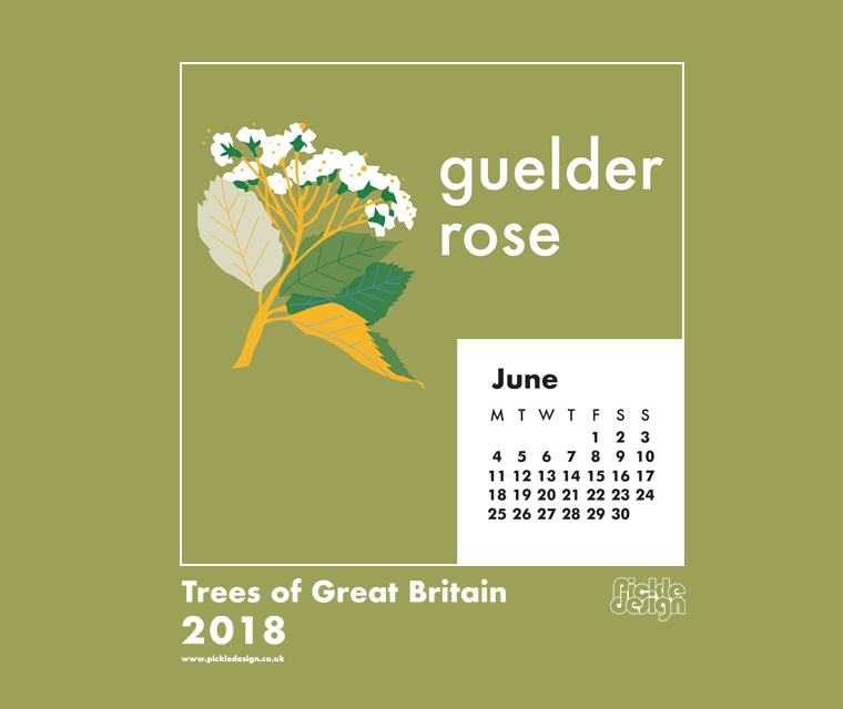 You can download our June calendar illustration of the Silver Birch tree for your desktop, mobile or tablet