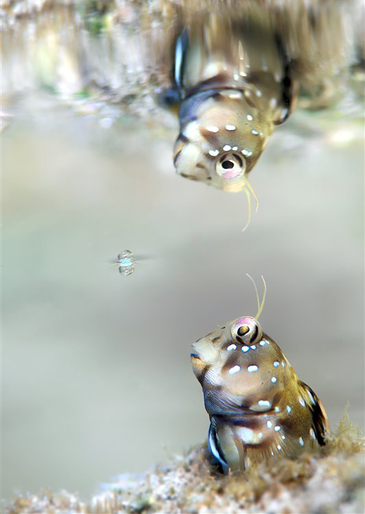 Underwater  Photographer of the Year awards this taken by K.Zhang in a rock pool