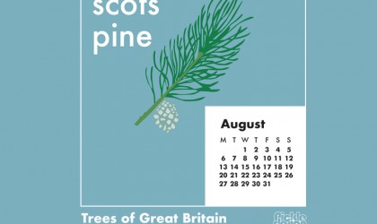 Download our August calendar with our retro style illustration of the Scots Pine from our pick of Great British Trees