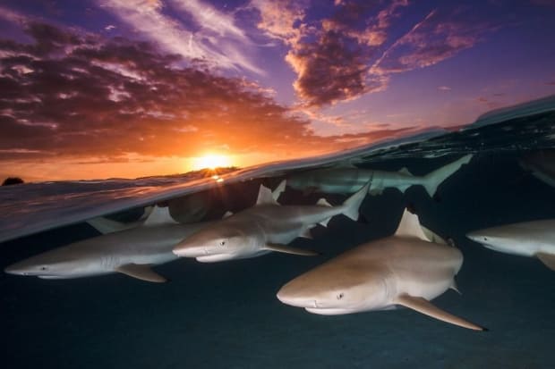 UPY 2018 Wide Angle - Commended 'Blacktip Rendezvous' - Renee Capozzola