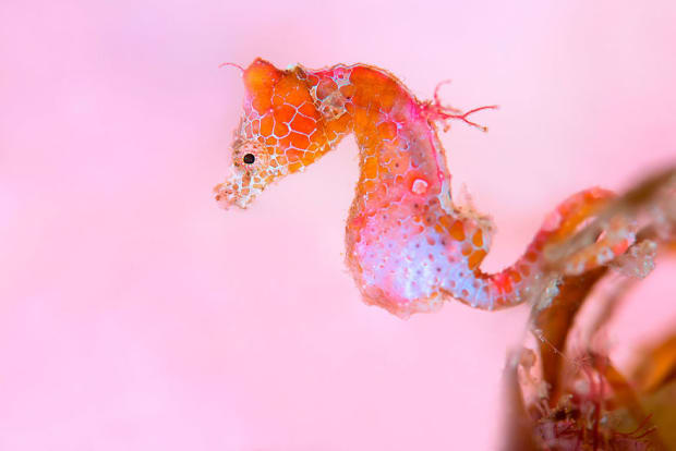 Under Water Photographer of the Year 2018 Macro - Highly Commended 'Pretty lady' - TianHong Wang