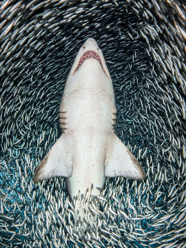 UPY 2018 Portrait - Winner 'A sand tiger shark surrounded by tiny bait fish' - Tanya Houppermans