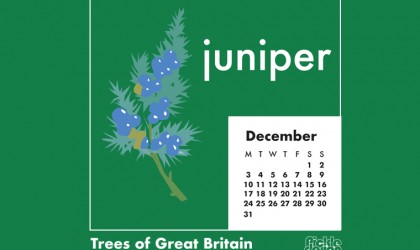 Download our December Great British Trees calendar of the Juniper tree for free for your mobile, tablet and desktop computer background.