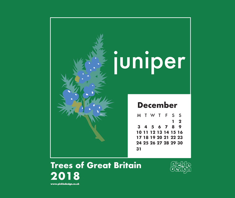 Download our December Great British Trees calendar of the Juniper tree for free for your mobile, tablet and desktop computer background.