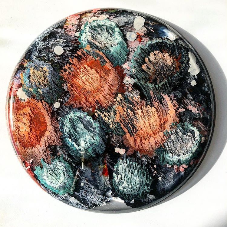 Josie Lewis artist's petri dishes