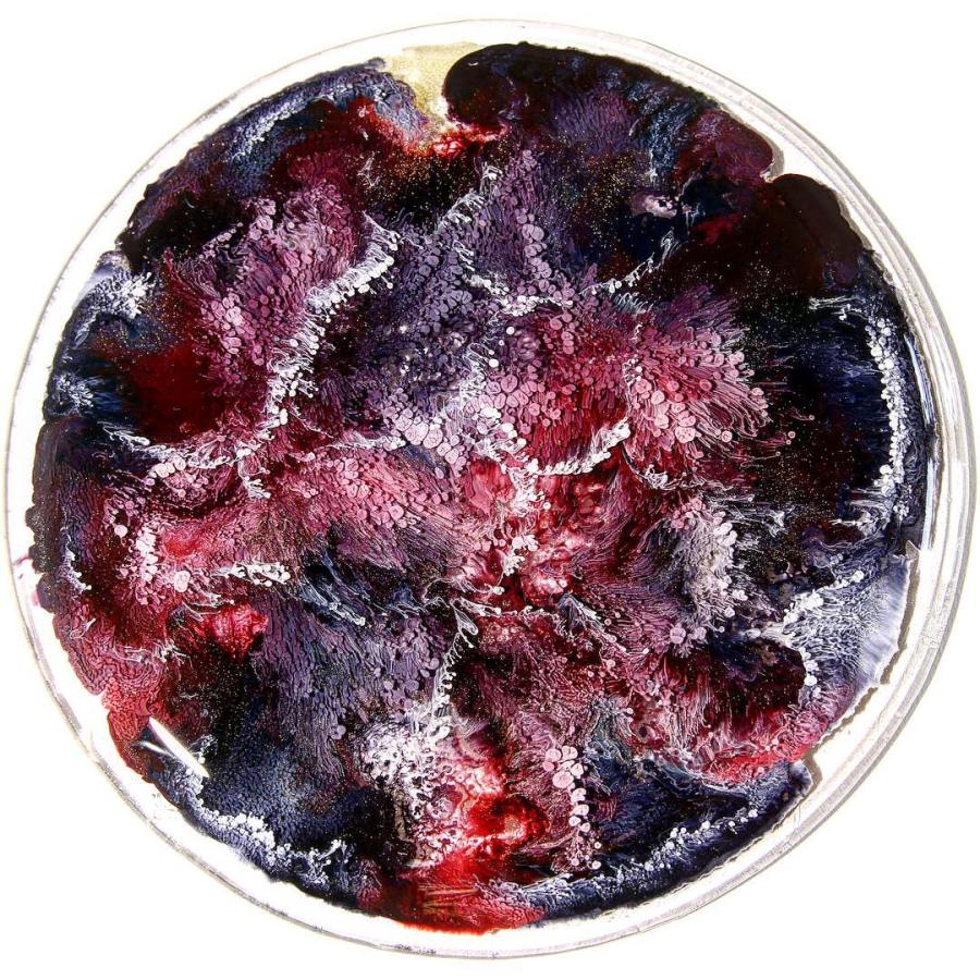 Josie Lewis artist's petri dishes