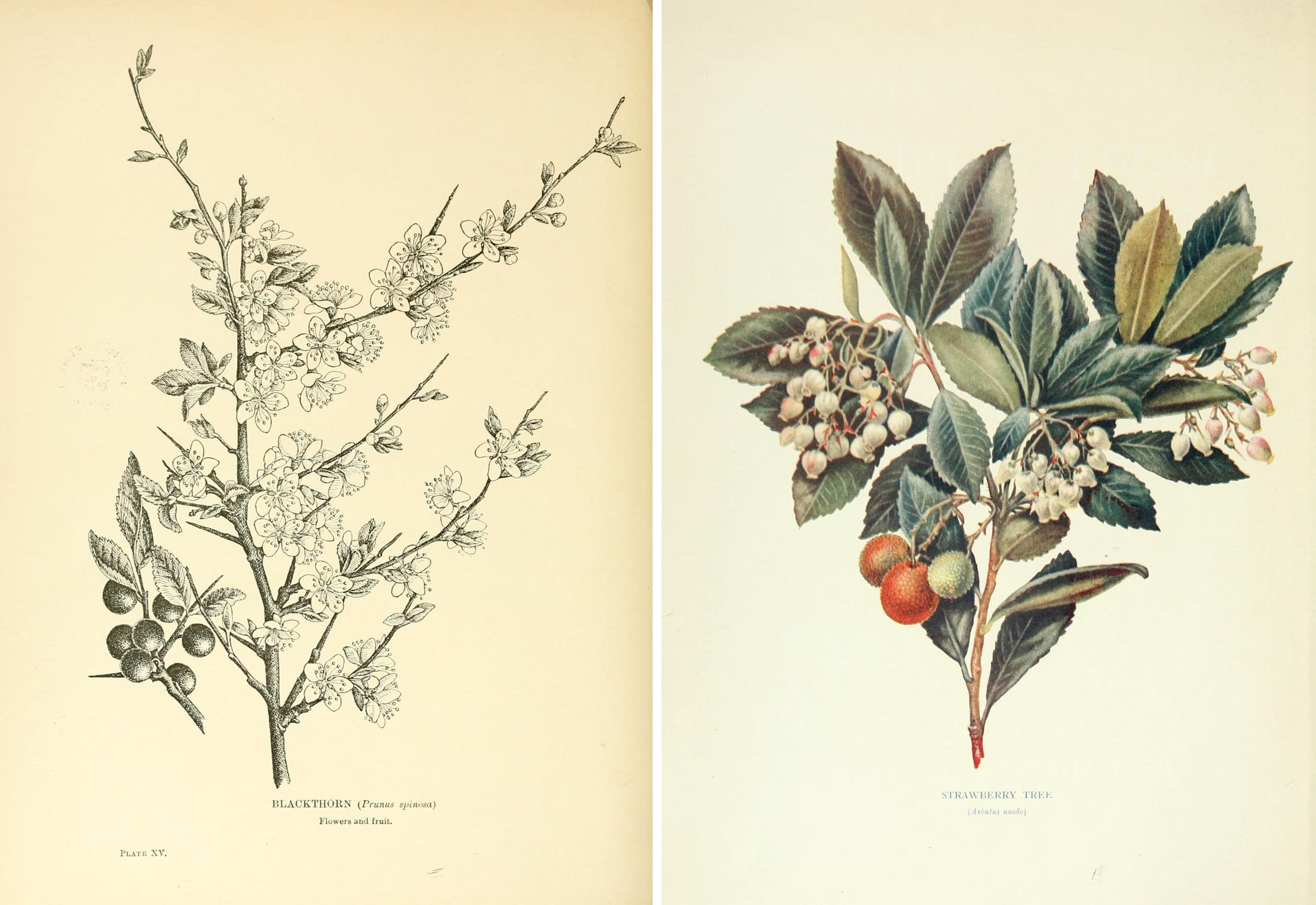 Botanical drawings from a great collection including fruit, flowers and birds