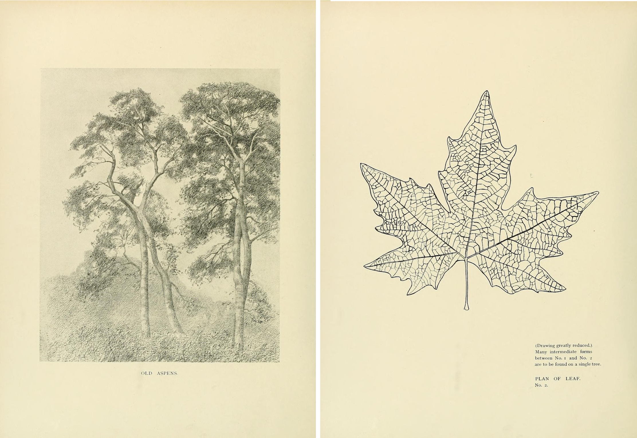 Botanical drawings from a great collection including fruit, flowers and birds