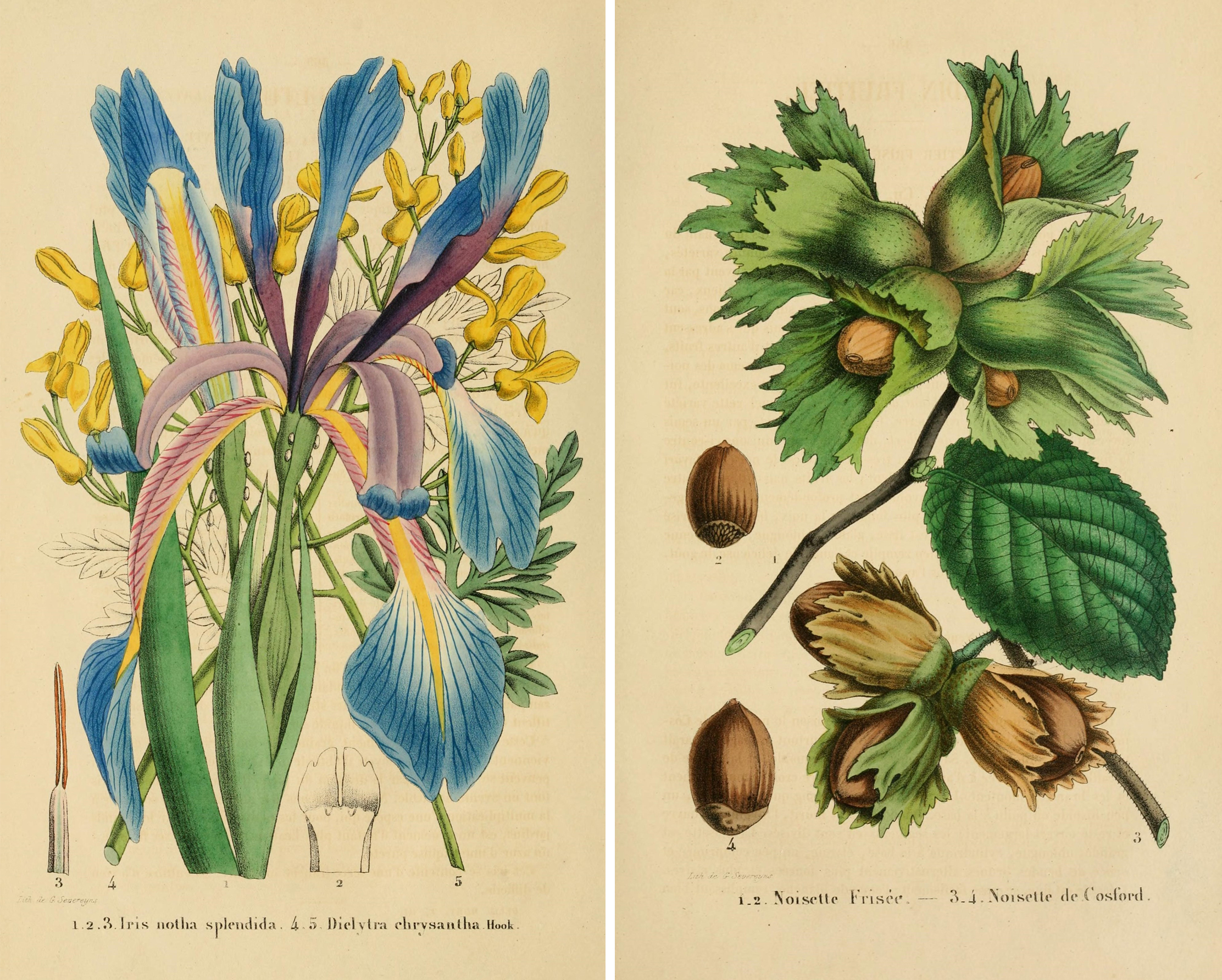 Botanical drawings from a great collection including fruit, flowers and birds