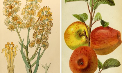 Botanical drawings from a great collection including fruit, flowers and birds