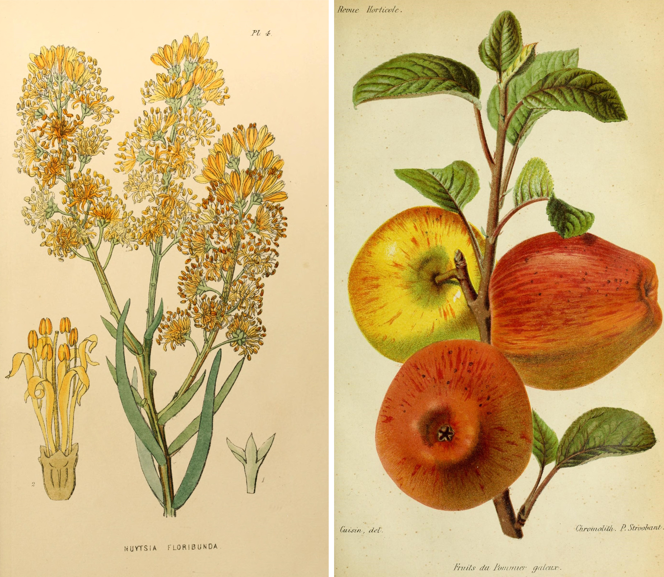 Botanical drawings from a great collection including fruit, flowers and birds