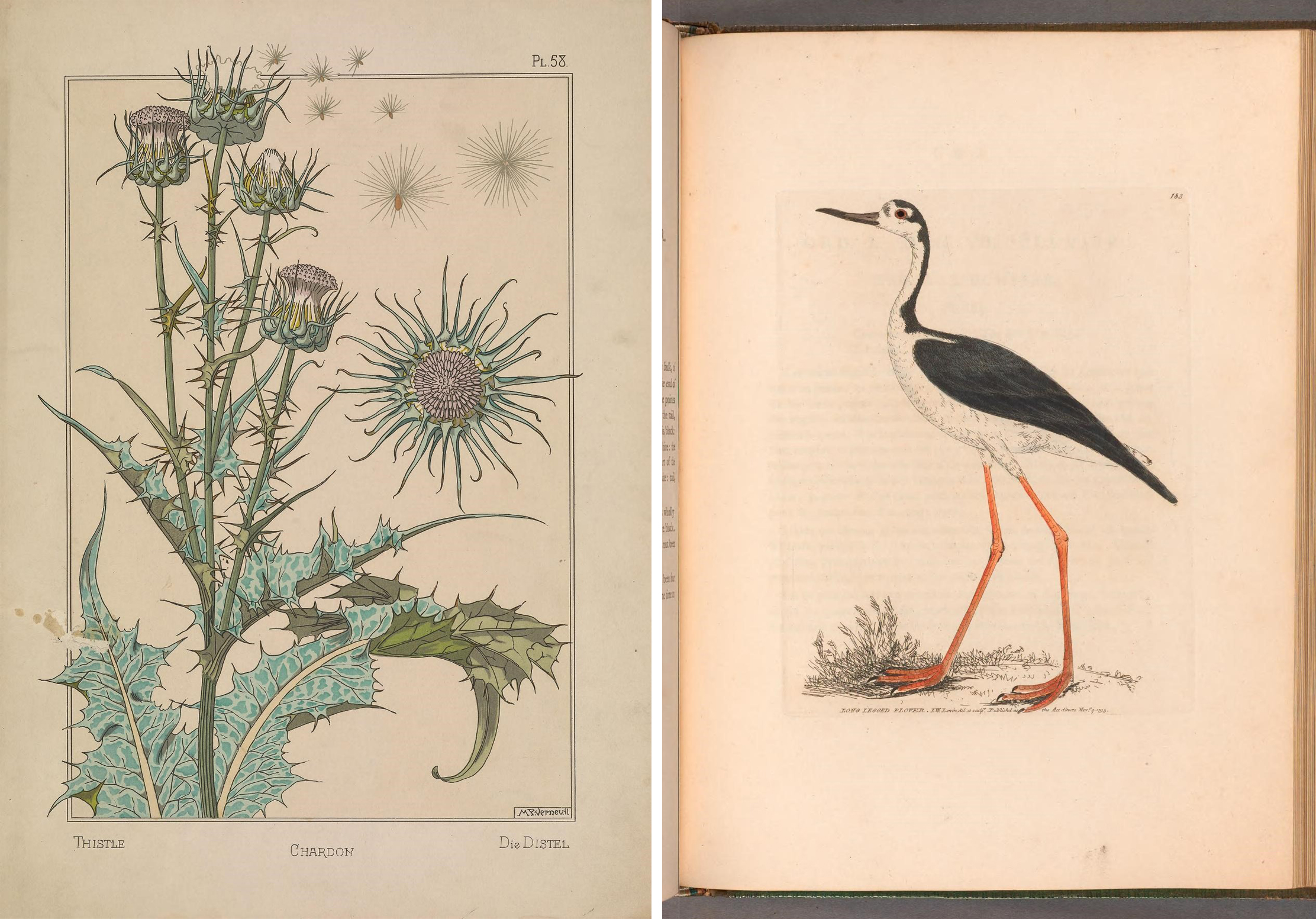 Botanical drawings from a great collection including fruit, flowers and birds