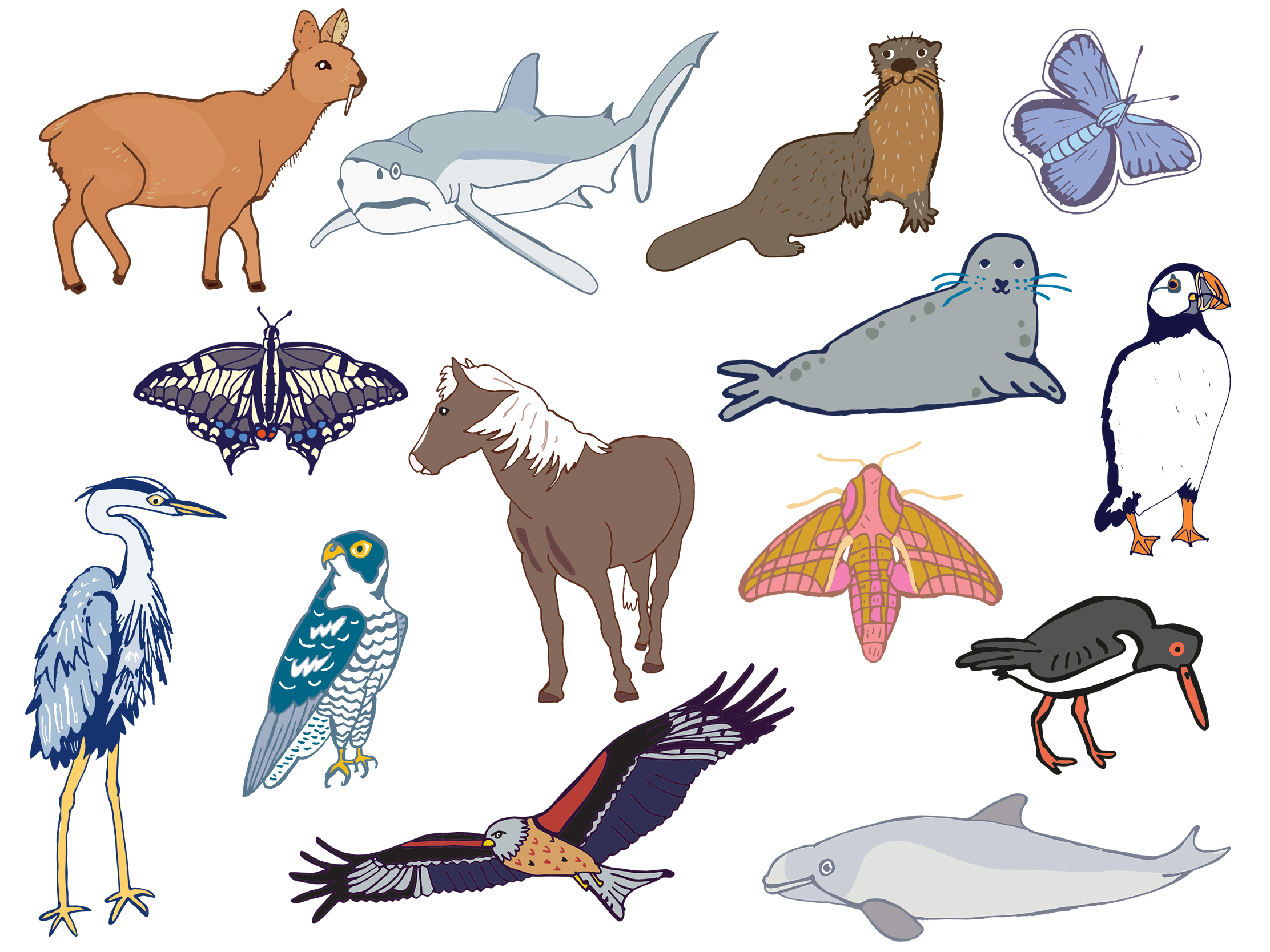 Endangered wildlife illustrations created for Lovat Holiday Parks’ Big Five family campaign