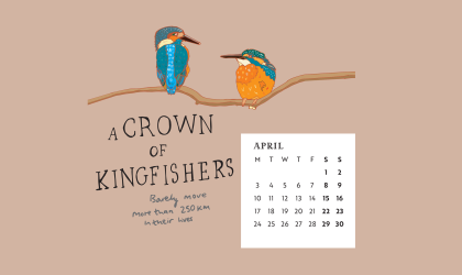 Download our calendar artwork featuring collective nouns for birds