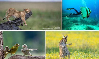 Comedy Wildlife Moments in Photography award