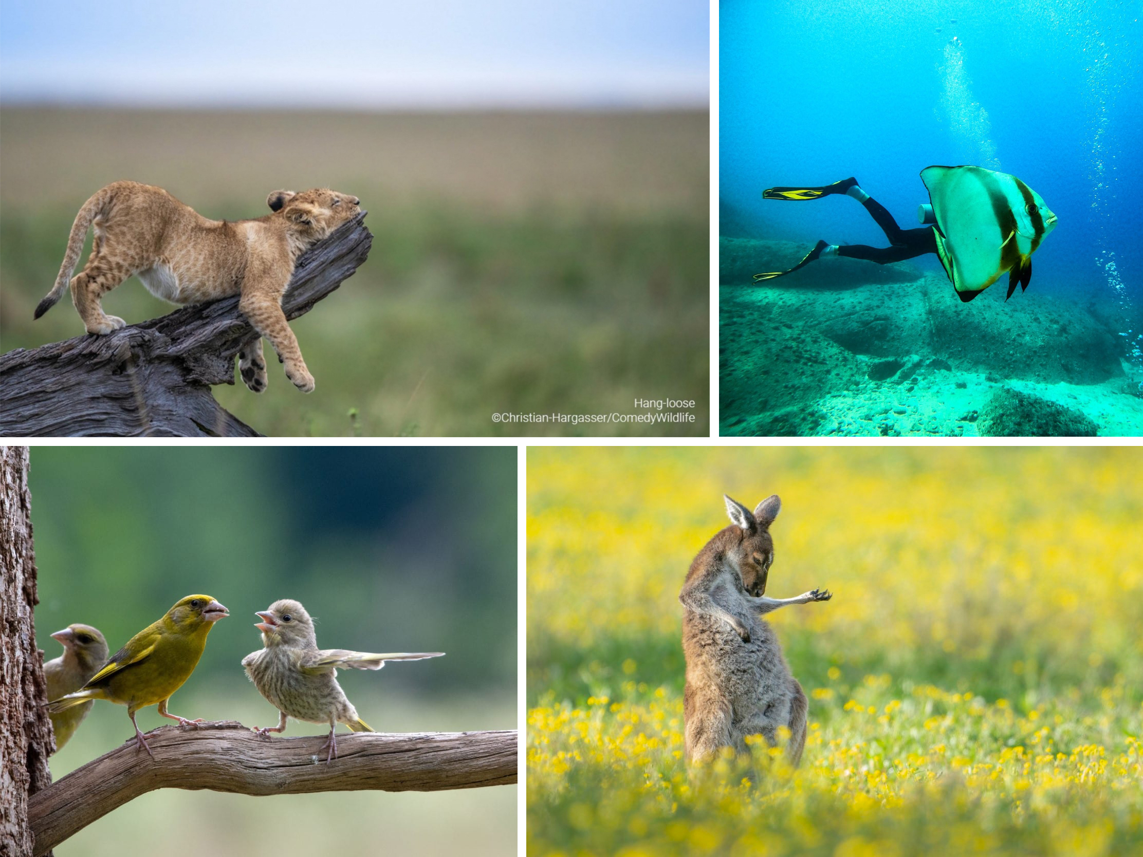 Comedy Wildlife Moments in Photography award