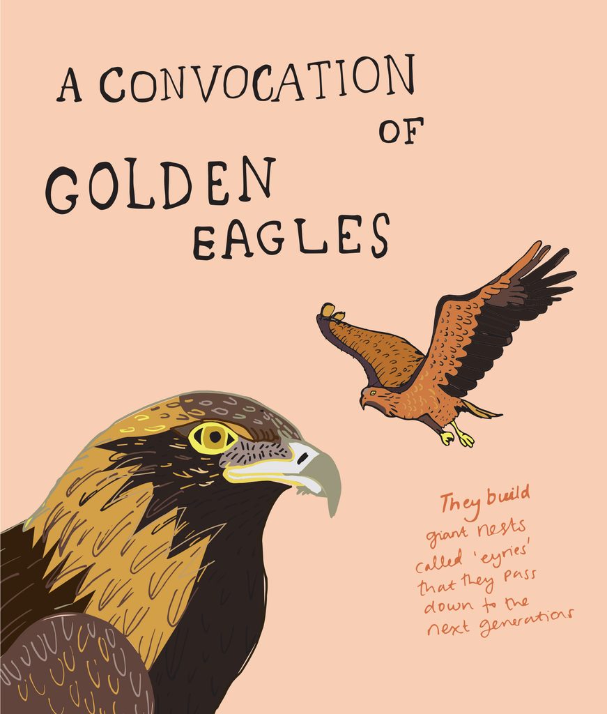 Illustration of Golden Eagles with the collective noun ‘a convocation of Golden Eagles’ and a note about their eyries